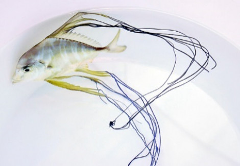 Alectis Indica M