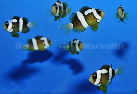 Amphiprion Clarkii (Picasso) - Allevato Europa M