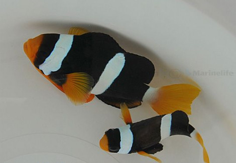 Amphiprion Clarkii M