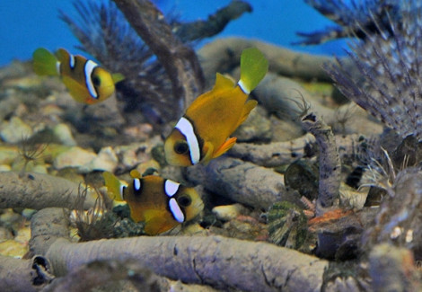 Amphiprion Clarkii Yellow Deluxe - Allevato Europa M