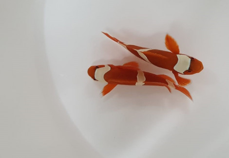 Amphiprion Epigrammata -  Allevato Europa M