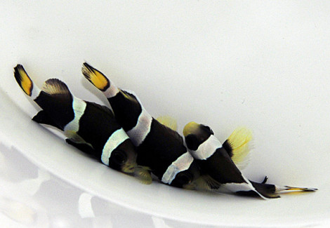 Amphiprion Latezonatus -  Allevato Europa M