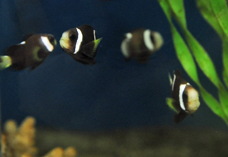 Amphiprion McCullochi - Allevato Europa M