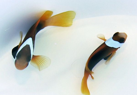 Amphiprion Melanopus - Allevato Europa M