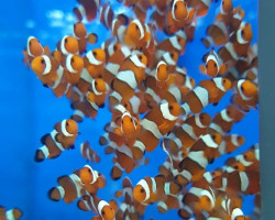 Amphiprion Ocellaris -  Allevato Europa  M