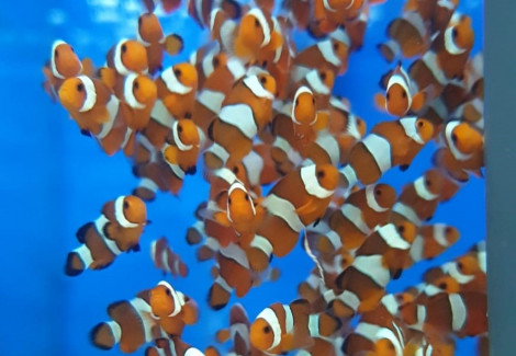 Amphiprion Ocellaris -  Allevato Europa  M