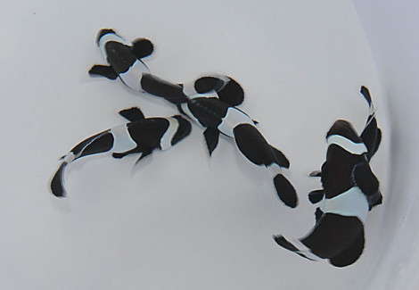Amphiprion Ocellaris (Darwin) (Full Black) -  Allevato Europa M