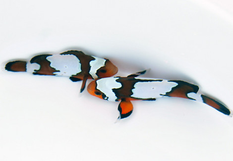Amphiprion Ocellaris Black Ice (Coppia) - Allevato Europa M