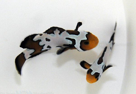 Amphiprion Ocellaris Black Snowflake (Coppia) - Allevato Europa
