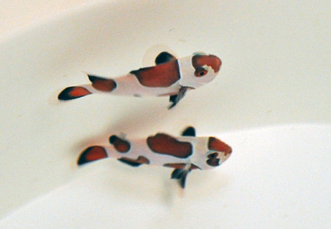 Amphiprion Ocellaris Black Storm - Allevato Europa M
