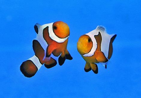 Amphiprion Ocellaris Fancy White (Coppia) - Allevato Europa M