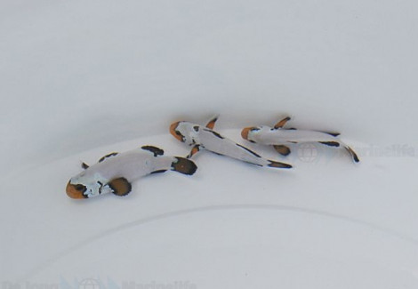 Amphiprion Ocellaris Flurry (Coppia) - Allevato Europa M