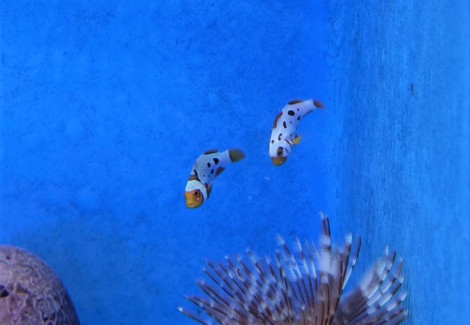 Amphiprion Ocellaris Frostbite Subzero (Coppia) - Allevato Europa  Ml