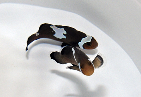 Amphiprion Ocellaris Midnight Lightning (Coppia) - Allevato Europa M