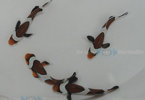 Amphiprion Ocellaris Mocha - Allevato Europa M