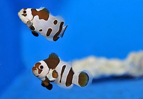 Amphiprion Ocellaris Mocha Storm (Coppia) M - Allevato Europa