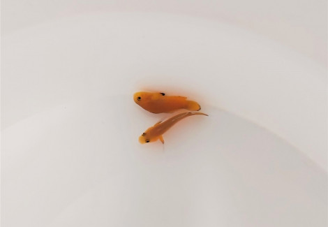 Amphiprion Ocellaris Naked (Coppia) - Allevato Europa  Ml