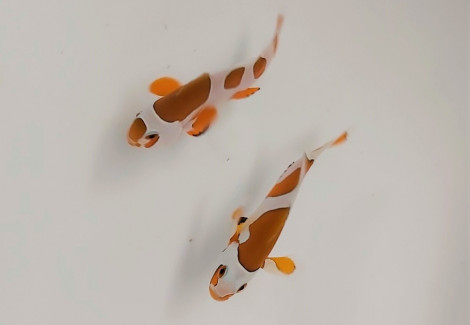 Amphiprion Ocellaris Orange Storm (Coppia) - Allevato Europa Ml