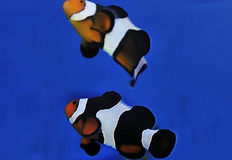 Amphiprion Ocellaris Photon (Coppia) - Allevato Europa M