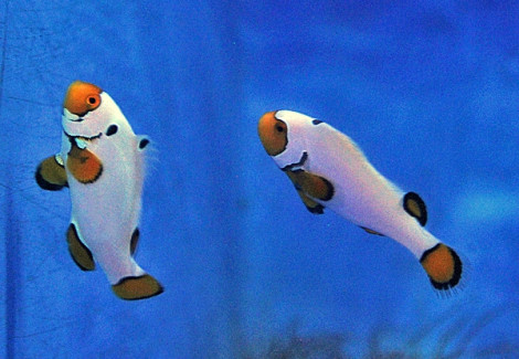 Amphiprion Ocellaris Platinum Snow Onyx (Coppia) Ml