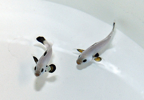 Amphiprion Ocellaris Platinum Storm (Coppia) - Allevato Europa