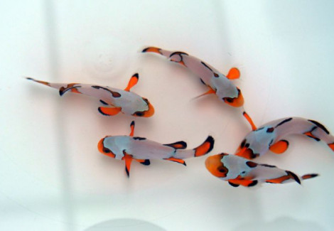 Amphiprion Ocellaris Premium Snowflake - Allevato Europa S
