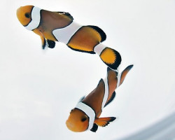 Amphiprion Percula - Allevato Europa Ml