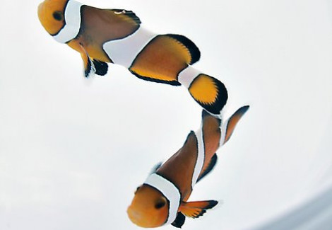 Amphiprion Percula - Allevato Europa S
