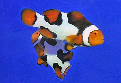 Amphiprion Percula Black Picasso (Coppia) Ml