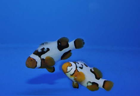 Amphiprion Percula Nebula (Coppia) - Allevato Europa