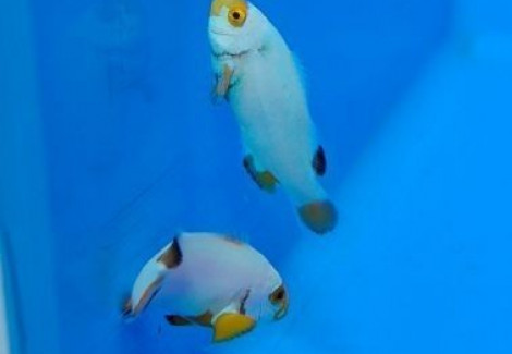 Amphiprion Percula Platinum - Allevato Europa  M