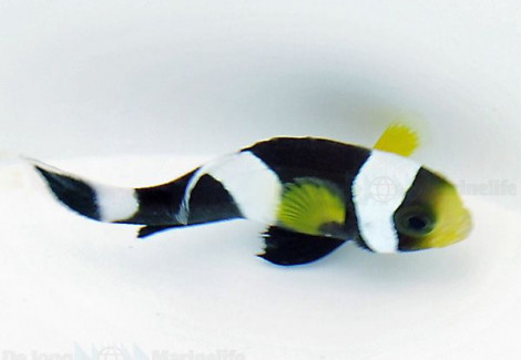 Amphiprion Polymnus - Allevato Europa  S