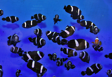 Amphiprion Polymnus (Black) - Allevato Europa S