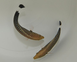 Anampses Lineatus M