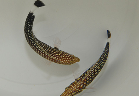 Anampses Lineatus S