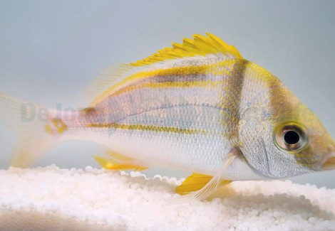 Anisotremus Virginicus - Allevato Europa M