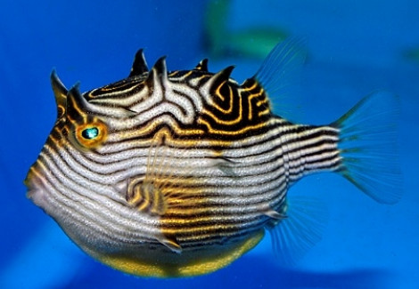Aracana Ornata (Femmina) (Temperate Water) M