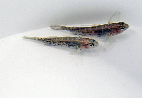 Asterropteryx Semipunctata - Allevato Europa M
