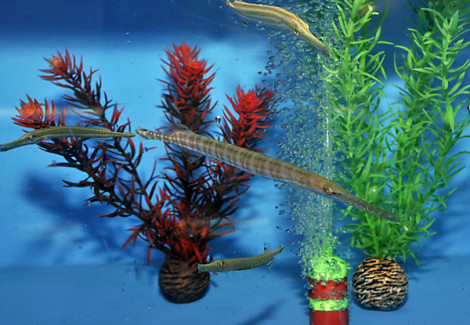 Aulostomus Maculatus M