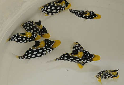 Balistoides Conspicillum S