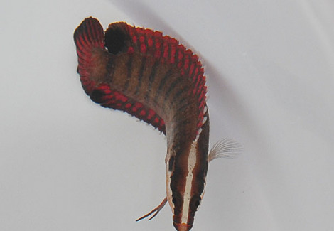 Belonepterygion Fasciolatum M