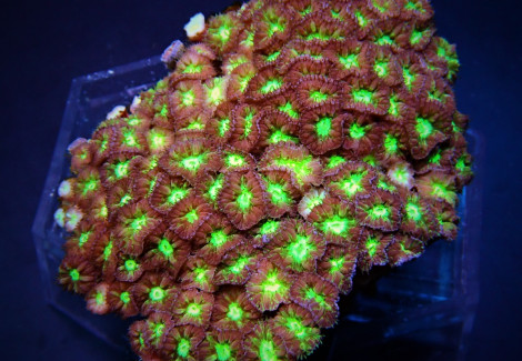 Blastomussa Merletti Xxl