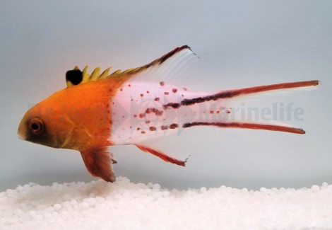 Bodianus Anthioides Ml