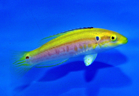 Bodianus Bimaculatus (Maldives) Ml