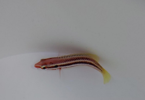 Bodianus Izuensis S
