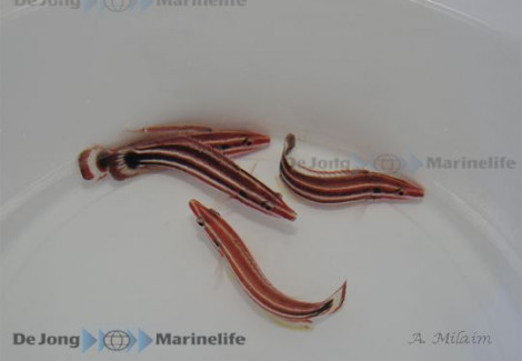 Bodianus Sepiacaudus S