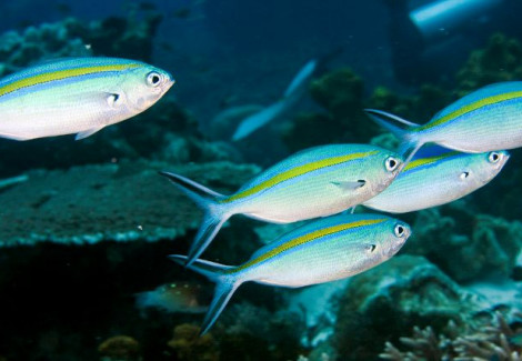 Caesio Caerulaurea M