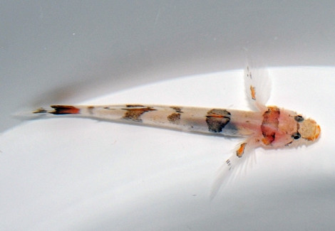 Callogobius Cf. Amikami S