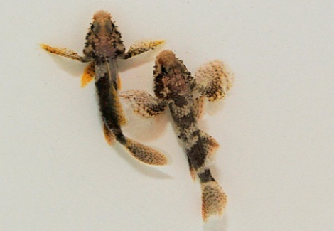 Callogobius Clitellus S