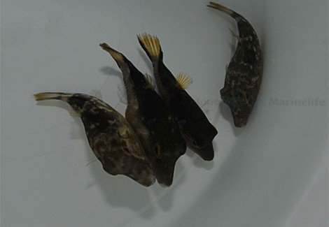 Canthigaster Rostrata M